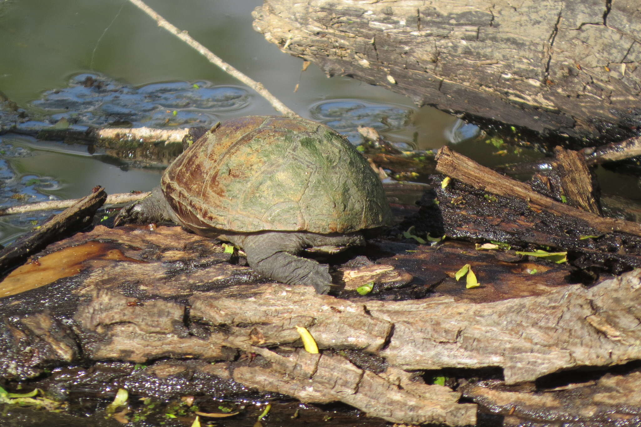 Image of Mississippi mud turtle