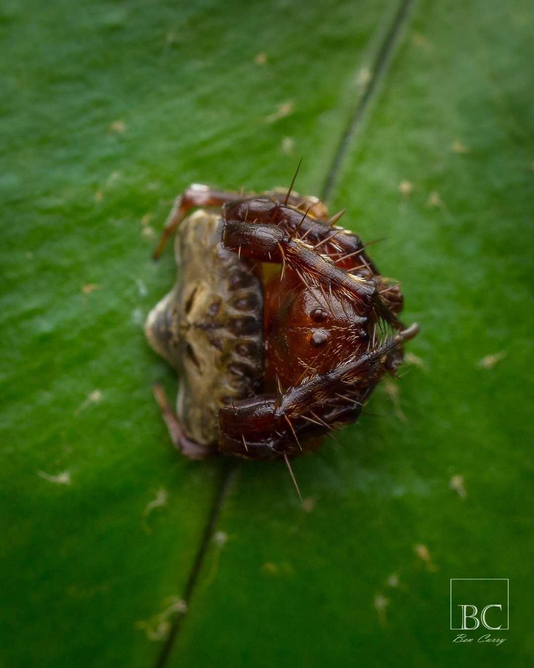 Image of Arkys speechleyi (Mascord 1968)