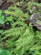 Image of Woodsia polystichoides D. C. Eat.