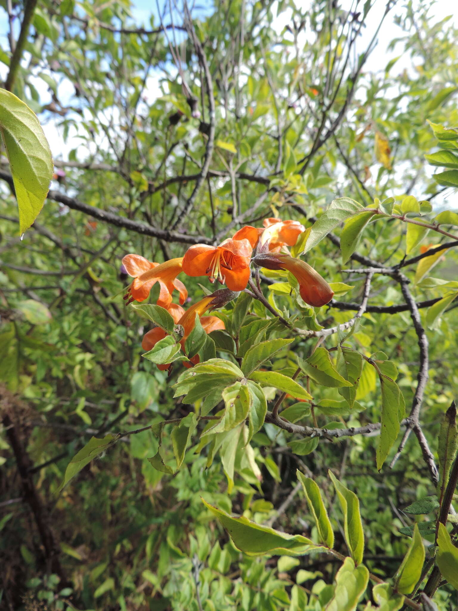 Image of Cape honeysuckle