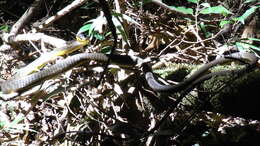Image of Black Treesnake