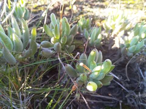 Plancia ëd Curio crassulifolius (DC.) P. V. Heath