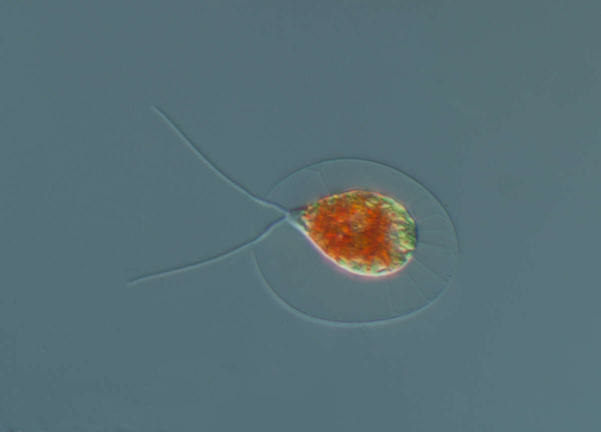 Sivun Haematococcus lacustris kuva