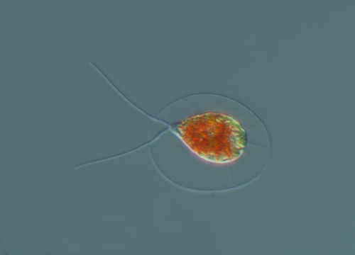 Image of <i>Haematococcus pluvialis</i> Flotow 1844