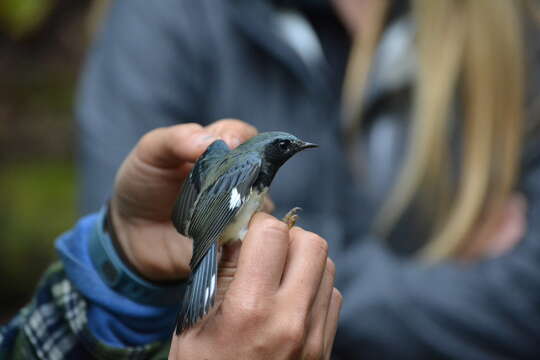 Image of Black-throated Blue Warbler