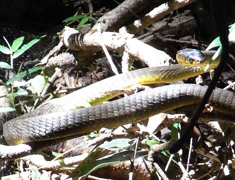 Image of Black Treesnake