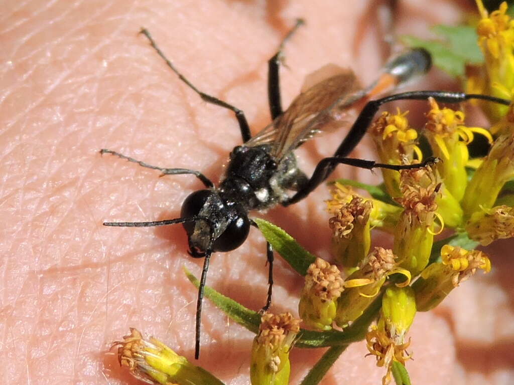 Image of Ammophila procera Dahlbom 1843