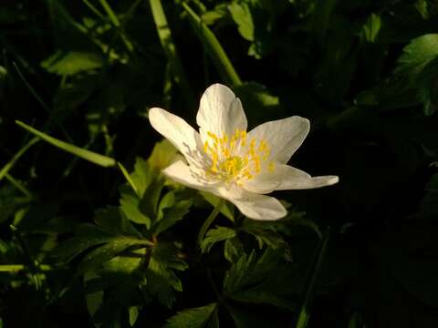 Image of European thimbleweed