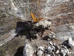 Image of Boloria chariclea butleri