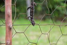 Image of Common African Flap-necked Chameleon