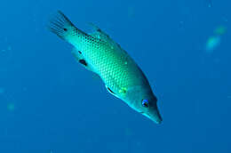 Image of Bodianus diana