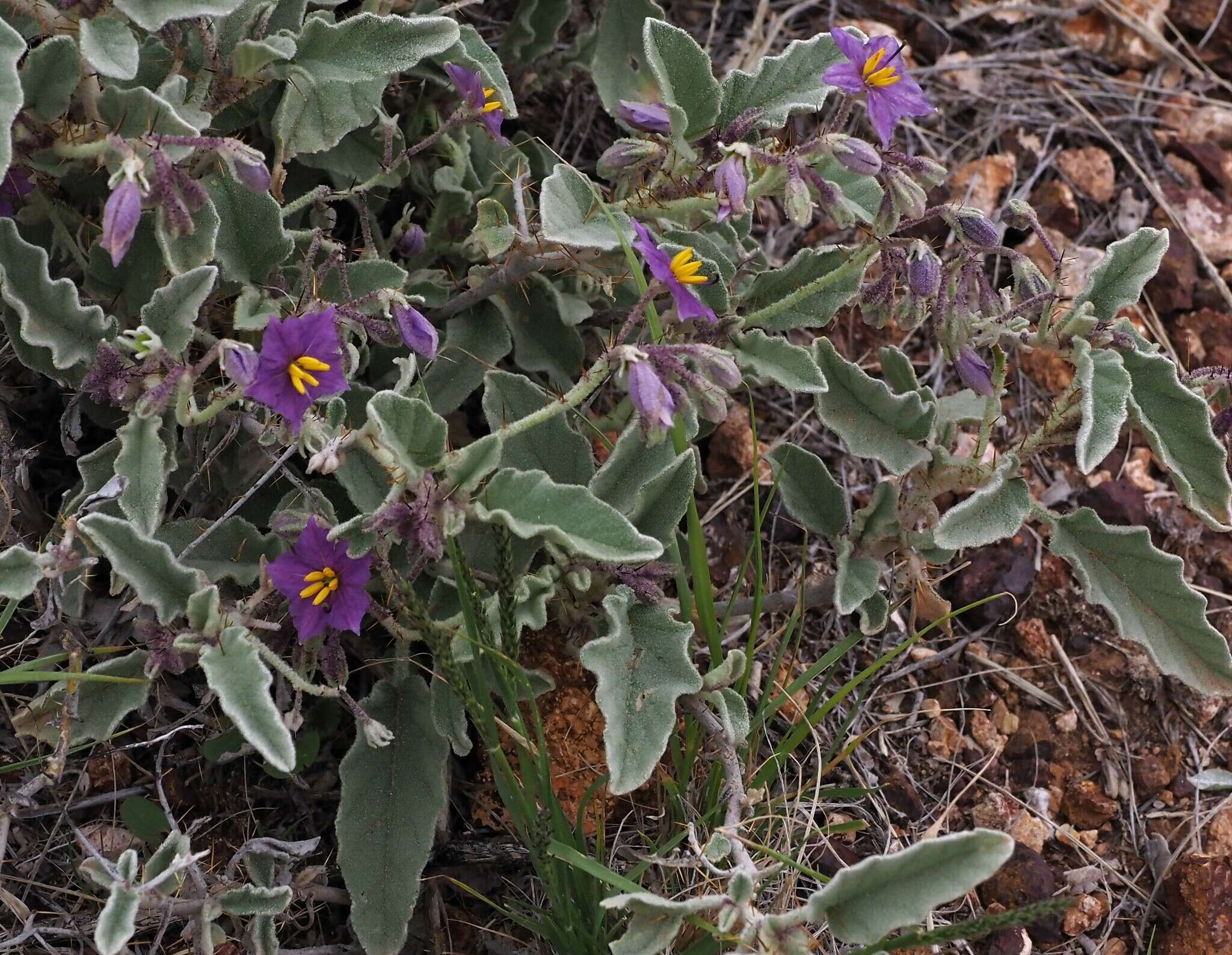 Image of Solanum quadriloculatum F. Müll.