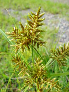 Imagem de Cyperus microiria Steud.