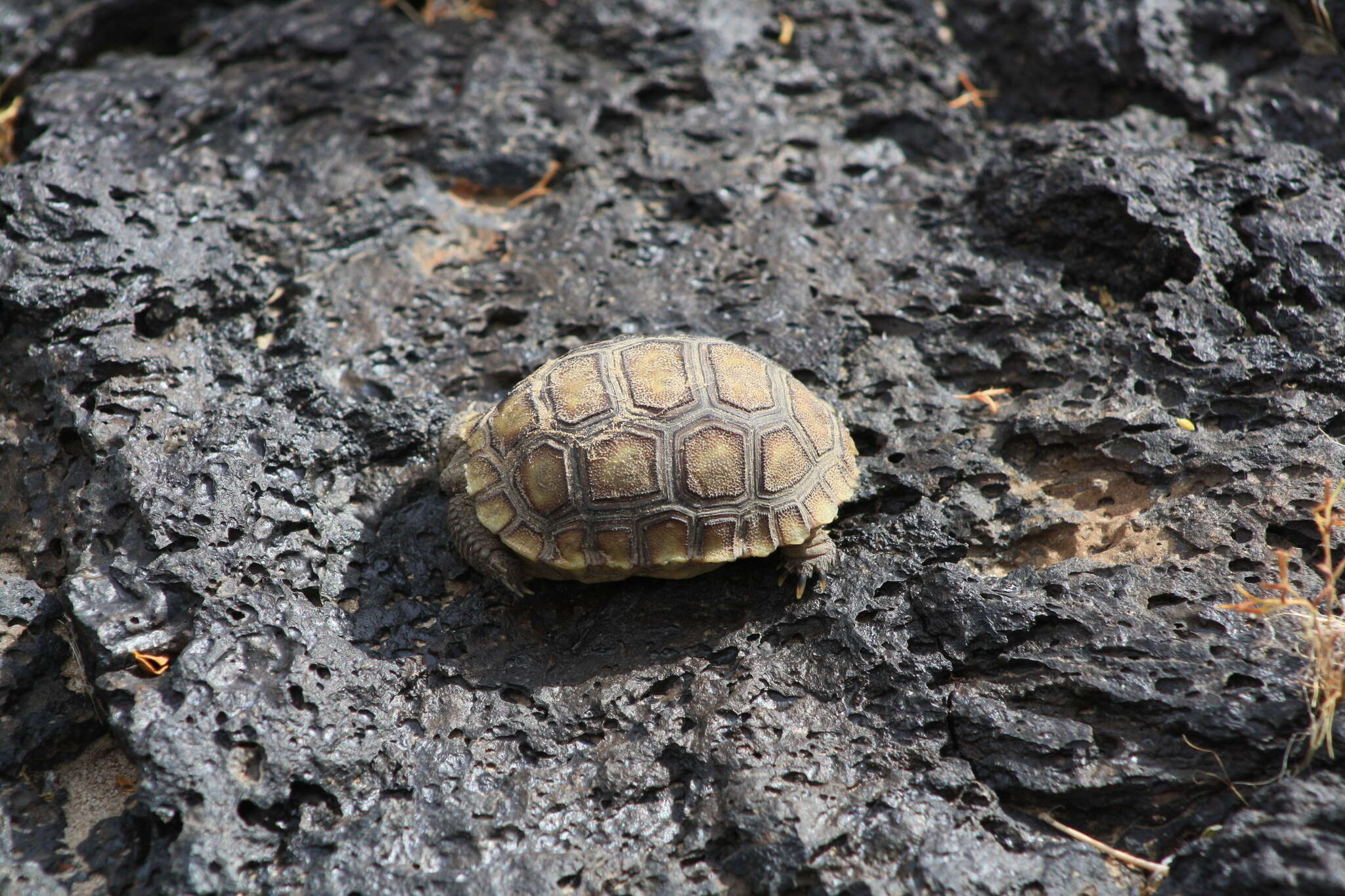 Image of desert tortoise