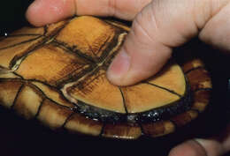 Image of Scorpion mud turtle