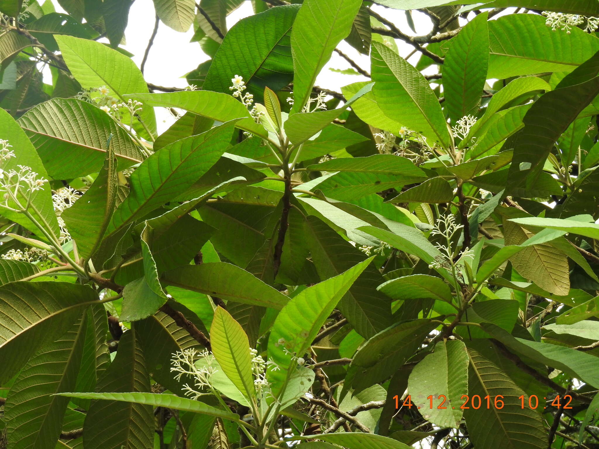 Image of Saurauia aspera Turcz.