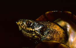 Image of Scorpion mud turtle