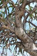 Image of Leptocereus paniculatus (Lam.) D. R. Hunt