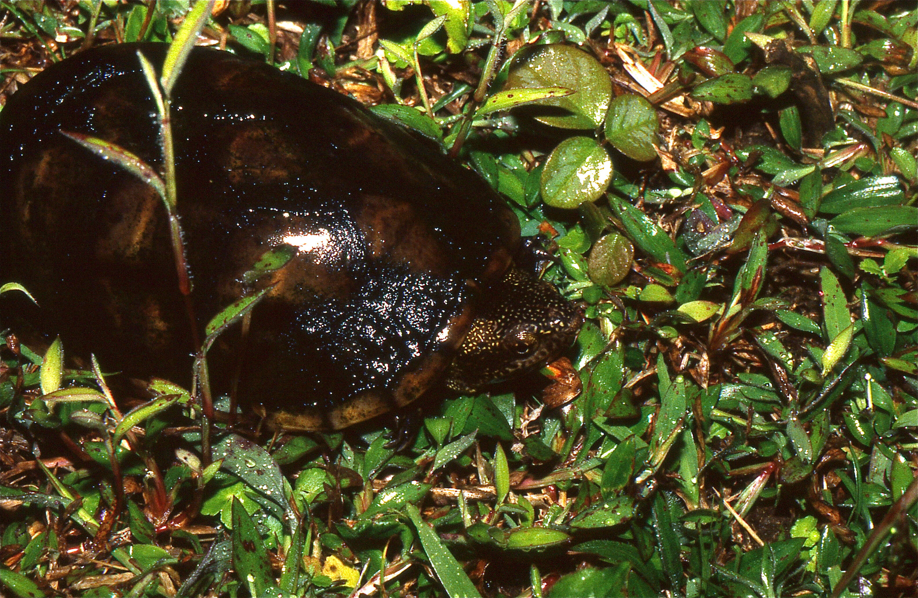 Image of Scorpion mud turtle