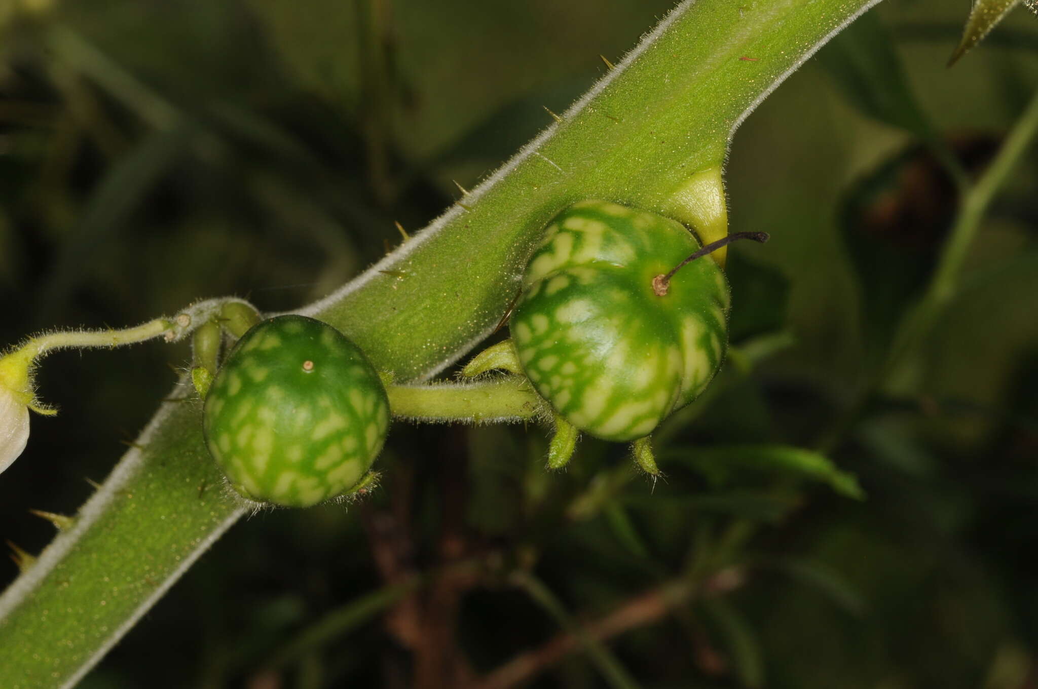 Image of tropical soda apple