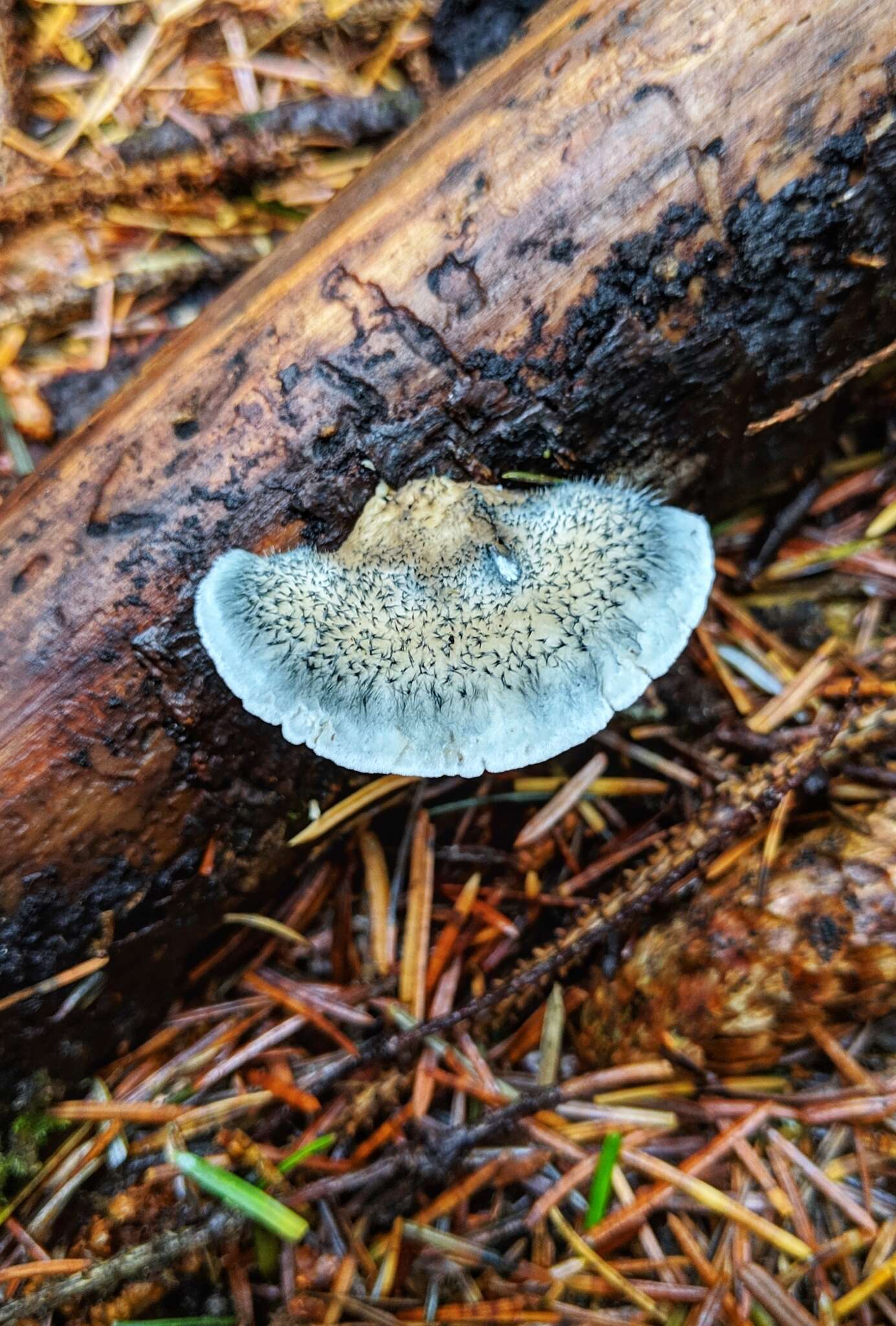 Image de Polypore bleuté