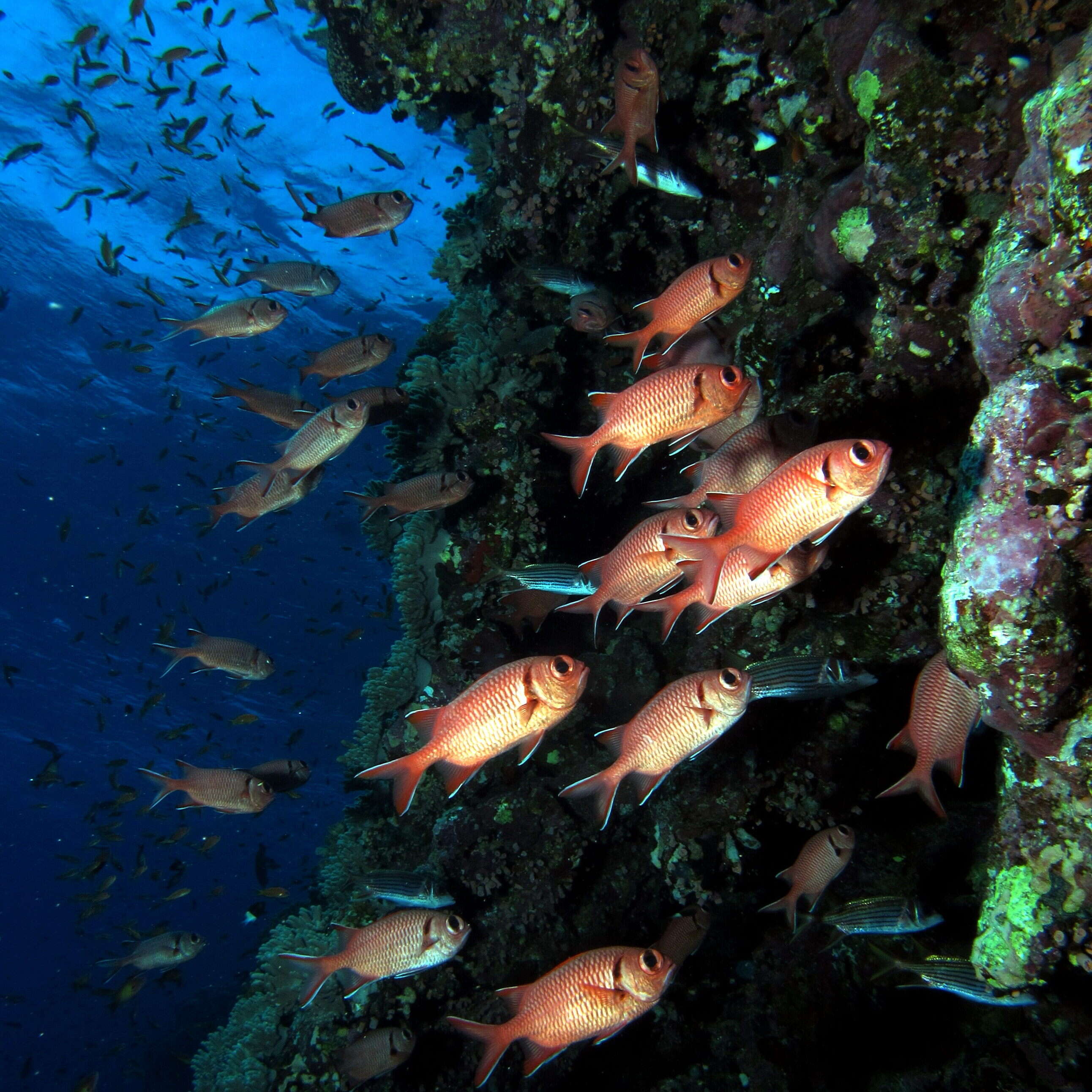 Image of Big-eye Soldierfish