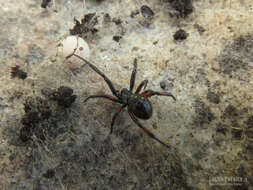 Image of Steatoda retorta González 1987