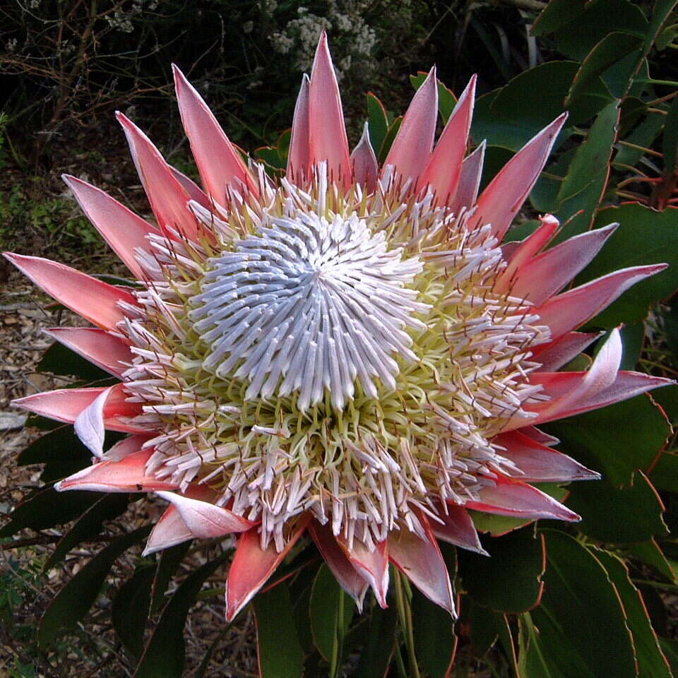 Imagem de Protea cynaroides (L.) L.