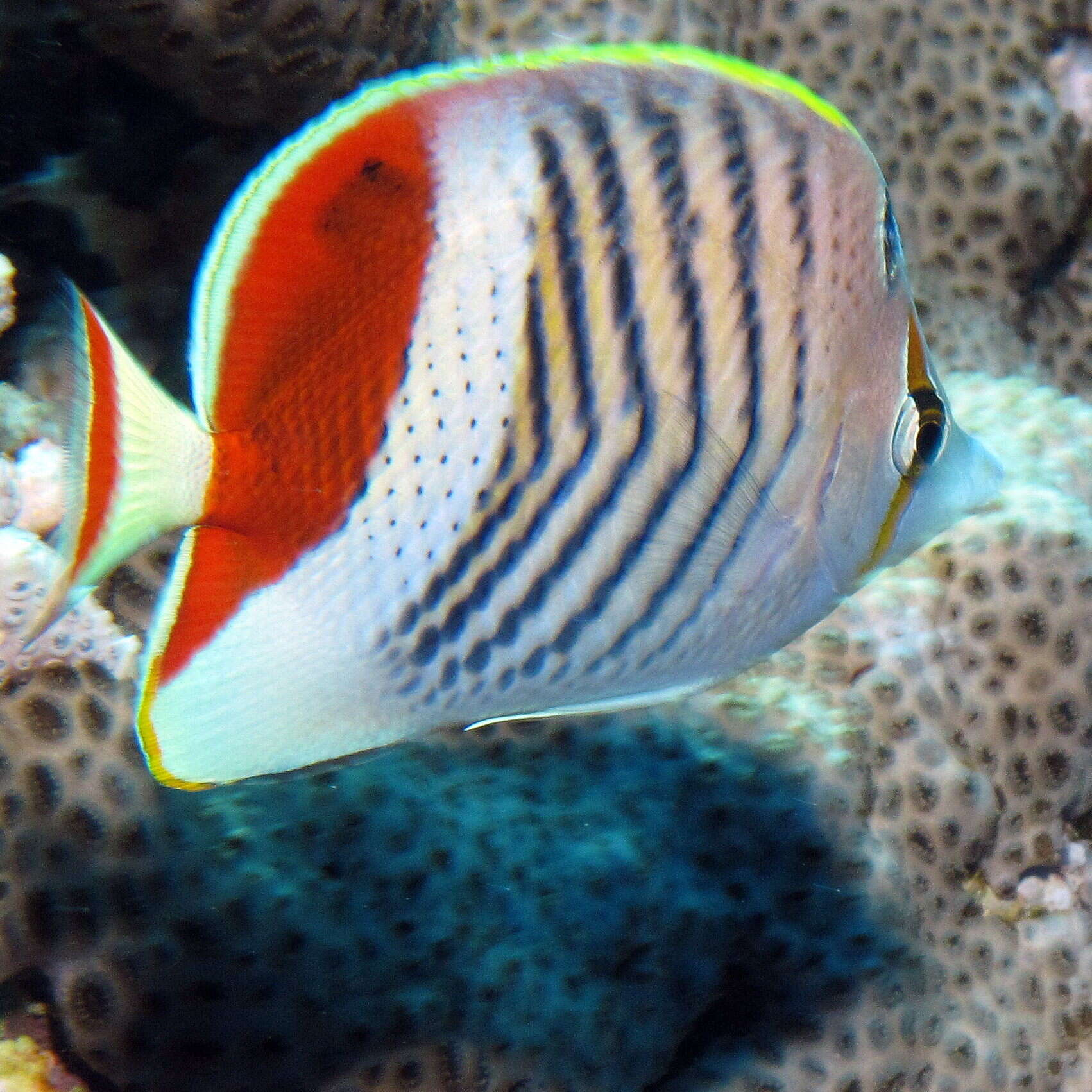 Image of Crown Butterflyfish