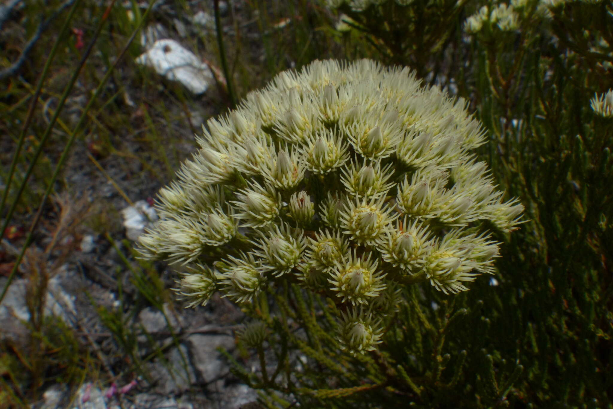 Image of Brunia paleacea Berg.