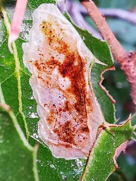 Plancia ëd Xylella fastidiosa