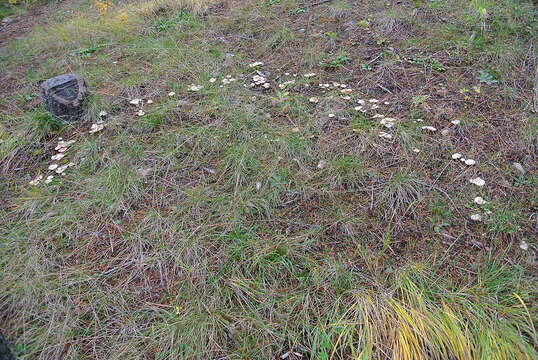 Image of Marasmius oreades (Bolton) Fr. 1836