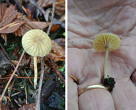 Image of Lichenomphalia umbellifera (L.) Redhead, Lutzoni, Moncalvo & Vilgalys 2002