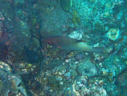 Image of Bay of Bengal hogfish