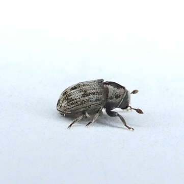 Image of Eastern Ash Bark Beetle