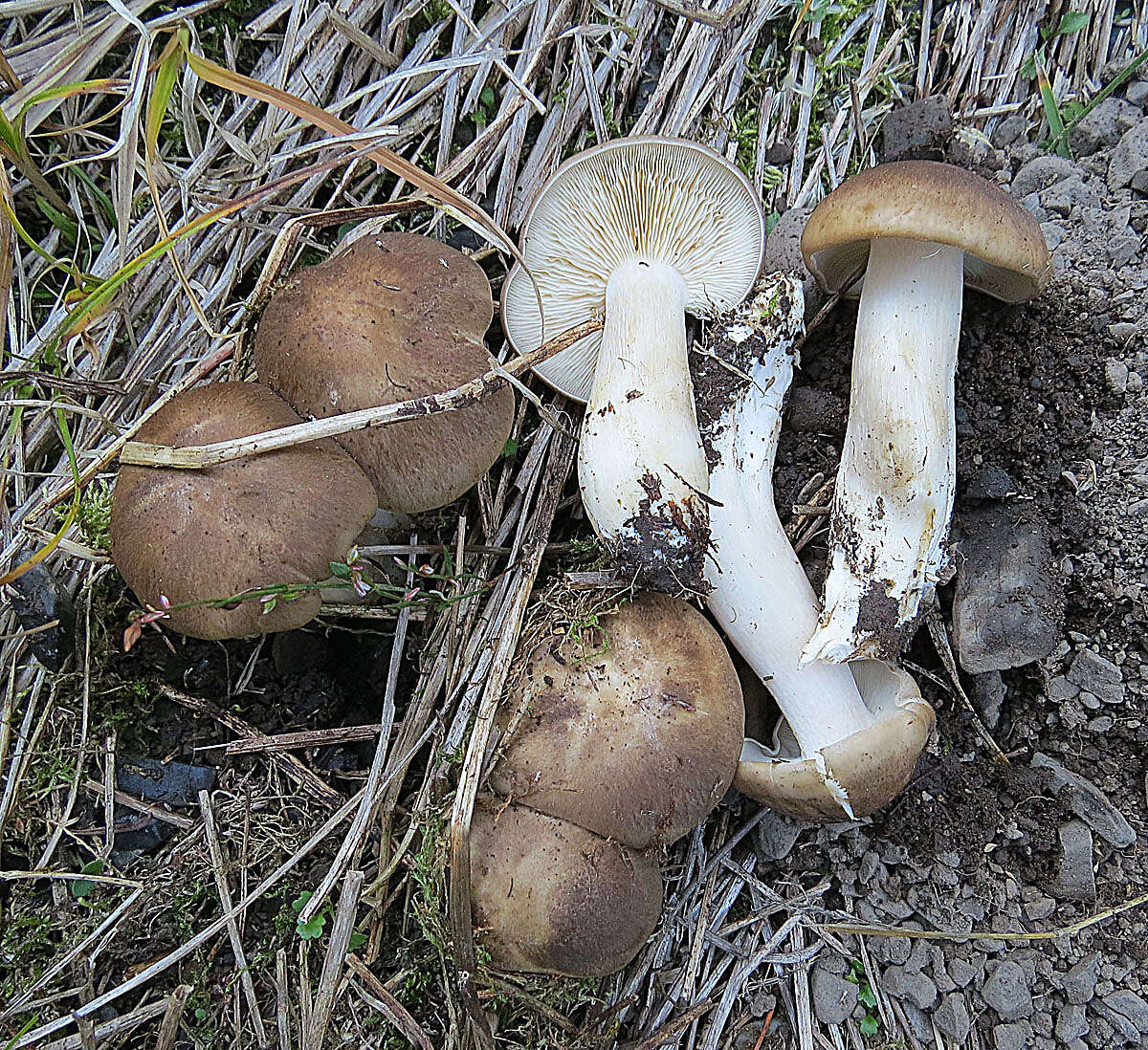 Image of Lyophyllum decastes (Fr.) Singer 1951