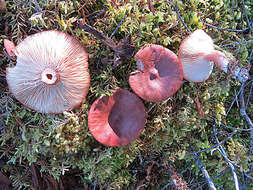 Image of Rufous Milkcap