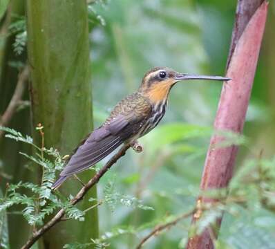 Image of Hook-billed hermit (hummingbird)