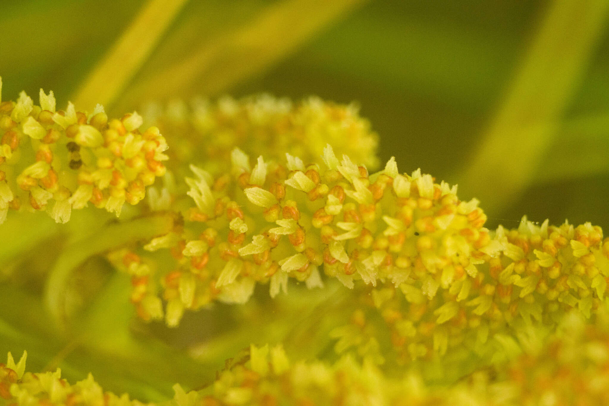 صورة Gunnera petaloidea Gaudich.