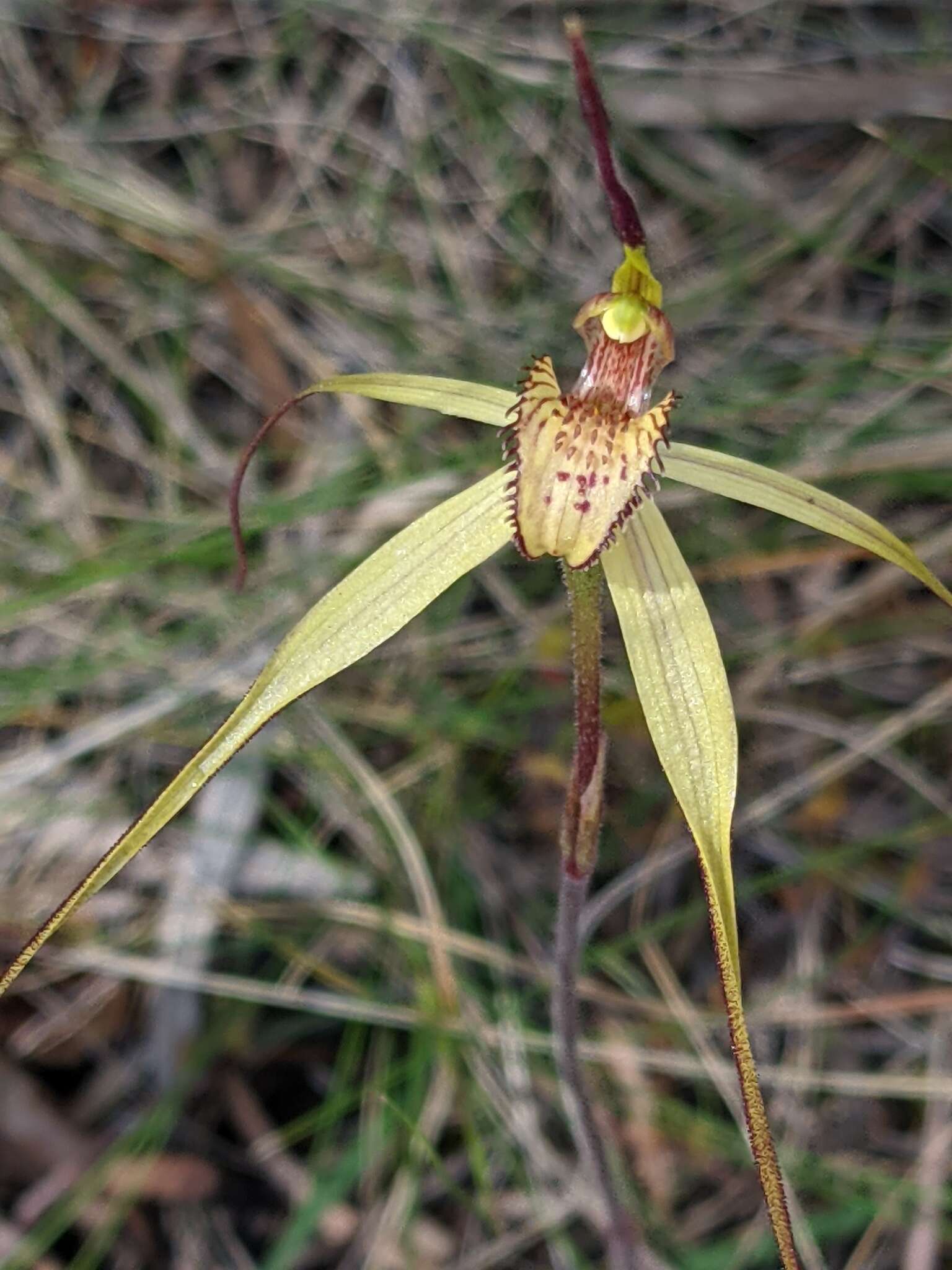 Image of Fawn spider orchid