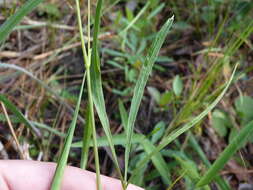 Image of Piedmont Cowbane