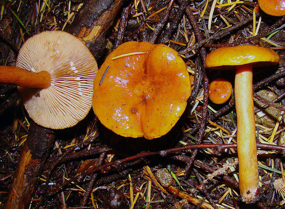 Sivun Lactarius subflammeus Hesler & A. H. Sm. 1979 kuva