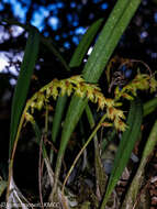 Image of Bulbophyllum zaratananae Schltr.