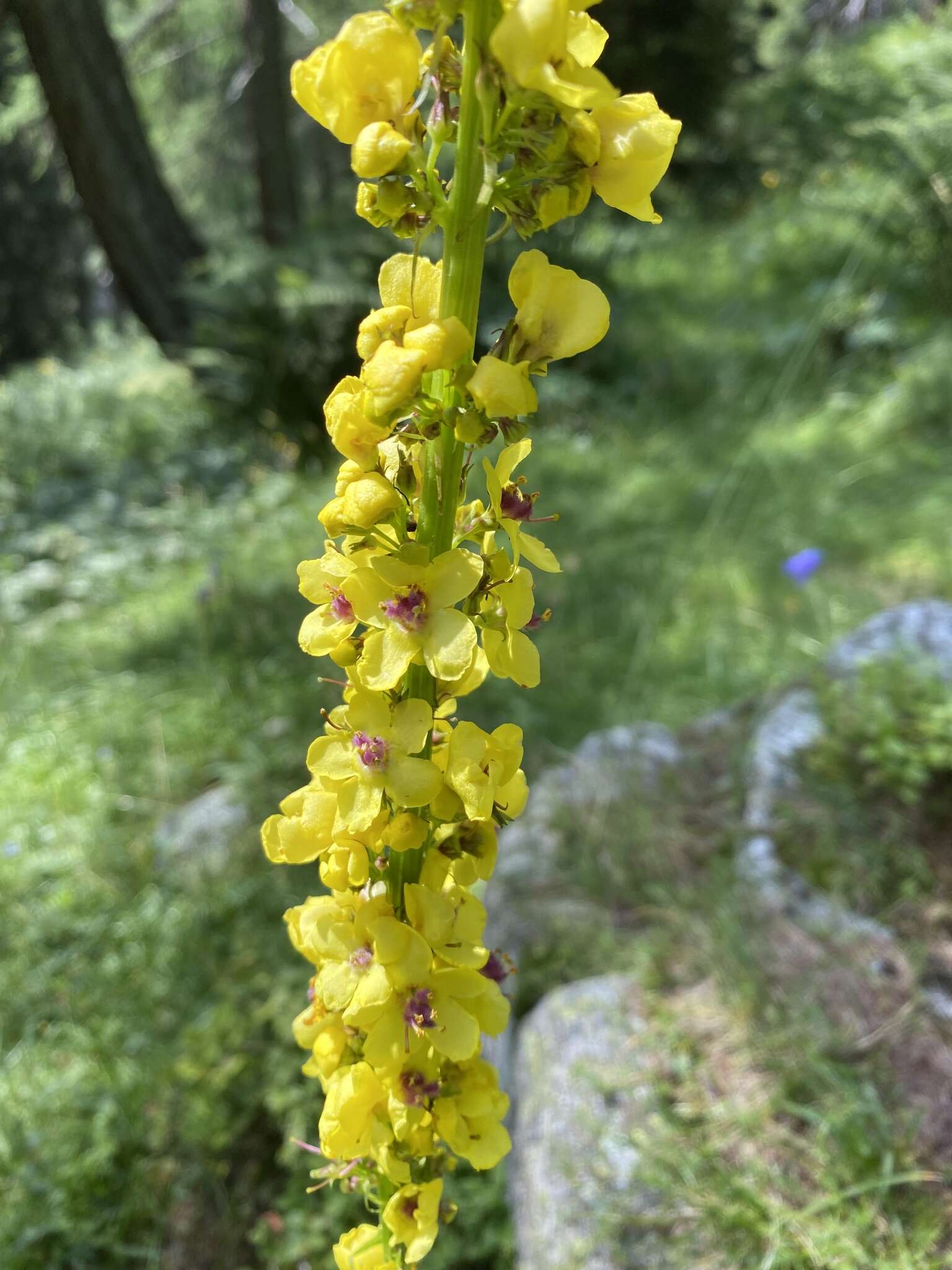 صورة Verbascum alpinum Turra