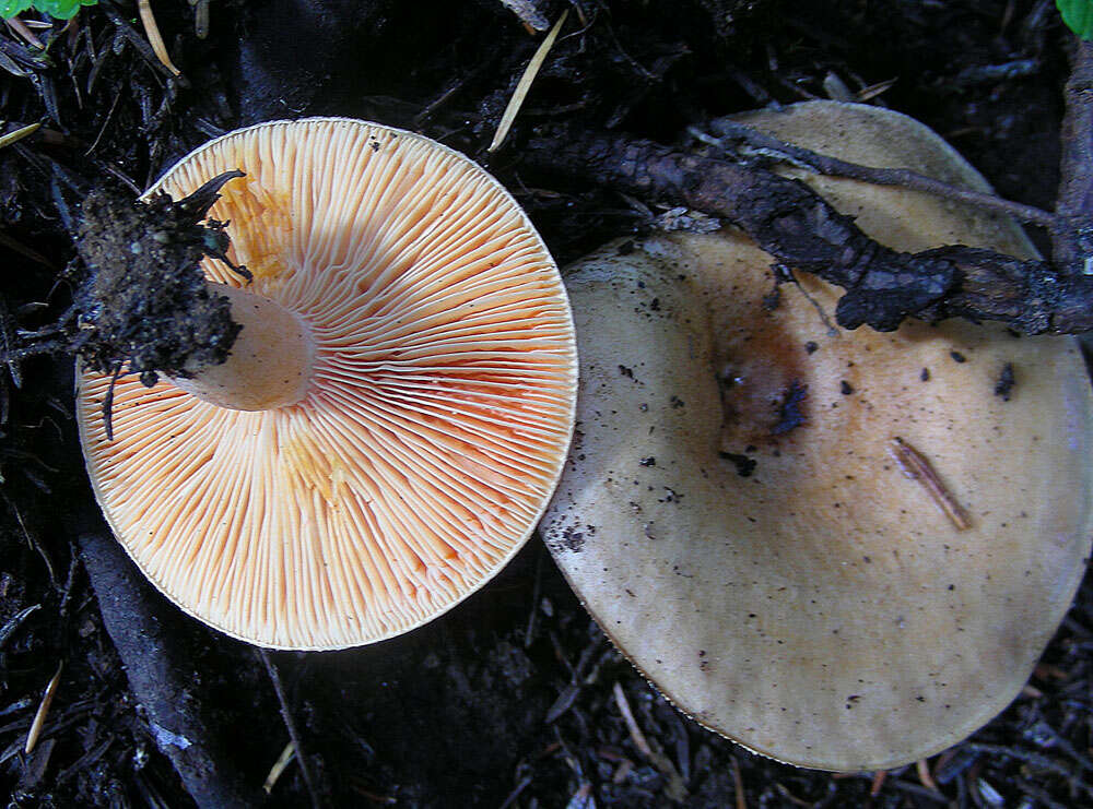 Image of Lactarius chrysorrheus Fr. 1838