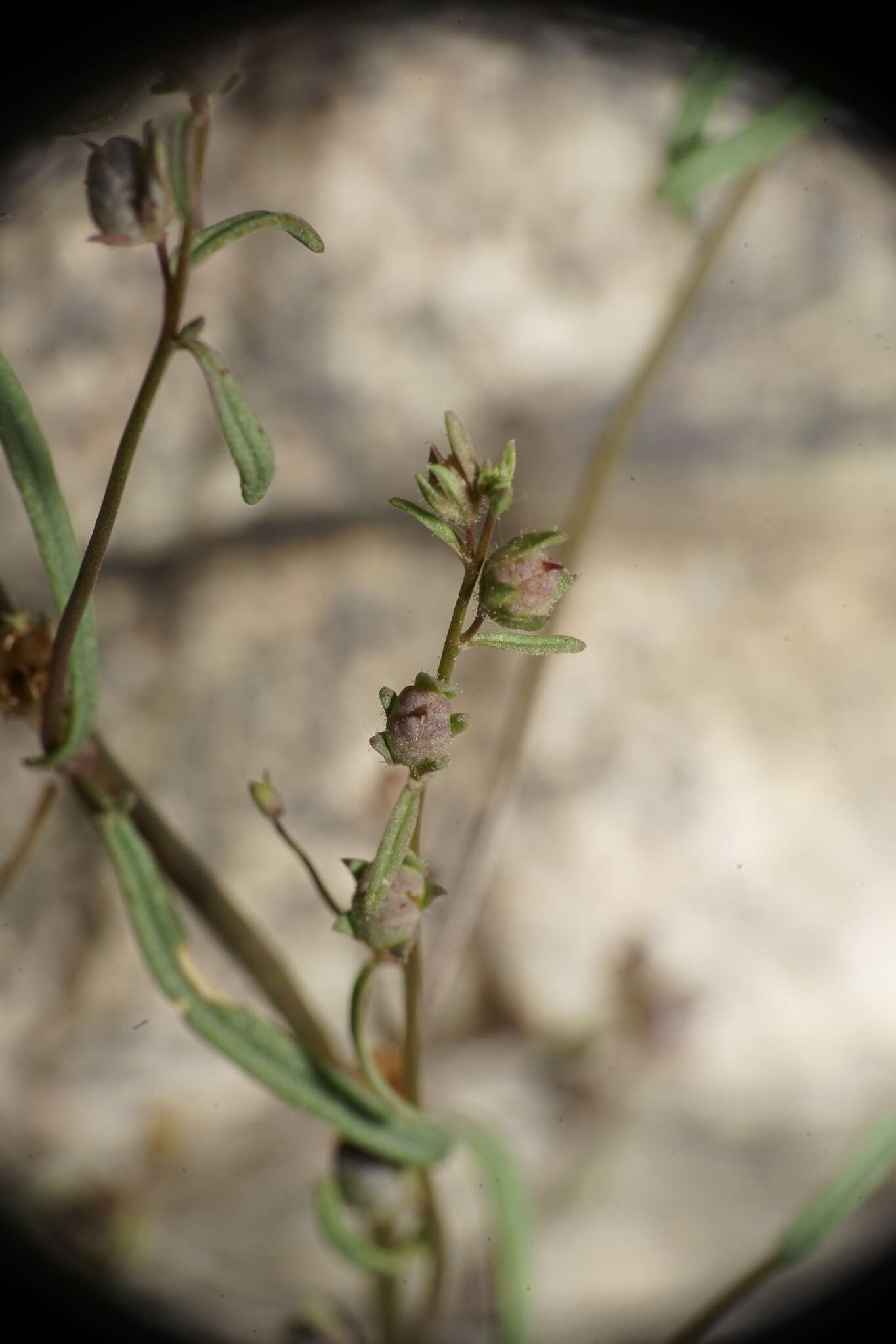 Image of least snapdragon