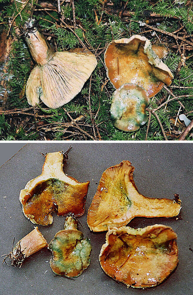 Image of Red Pine Mushroom