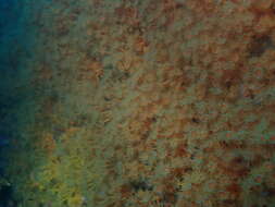 Image of Yellow encrusting anemone