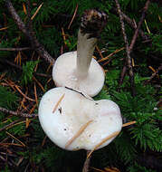 Image de Lactarius pallescens Hesler & A. H. Sm. 1979