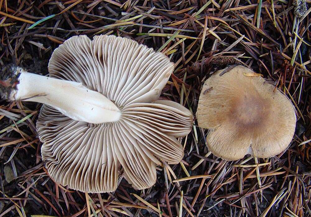 Image of Inocybe rimosa (Bull.) P. Kumm. 1871